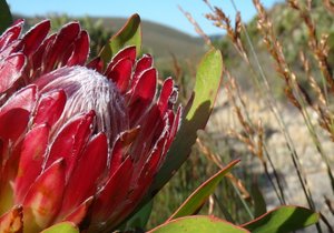 Week 36 of 2013 - Gansbaai News, Specials & Events